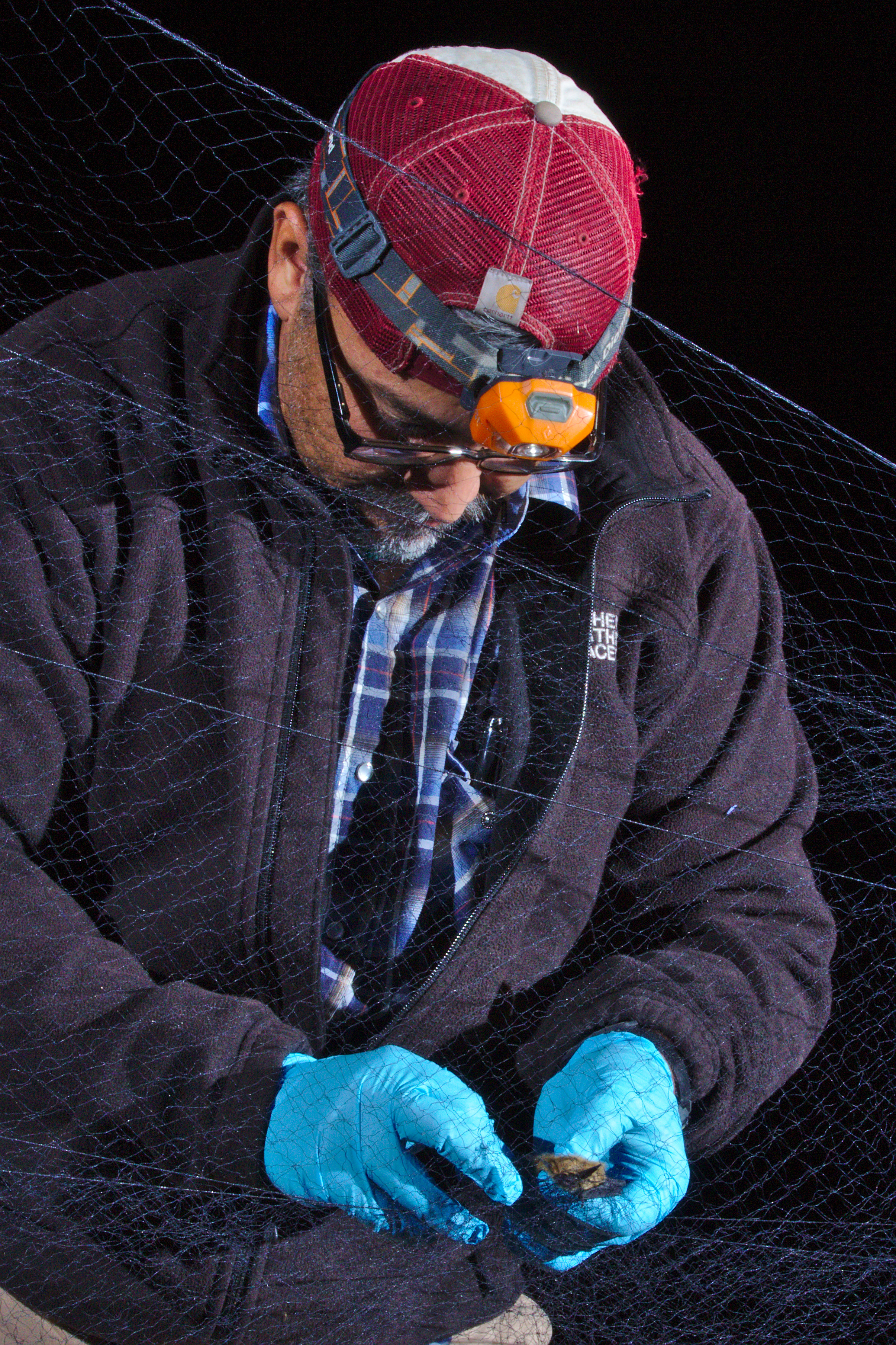 Ernie removing a Myotis from the net
