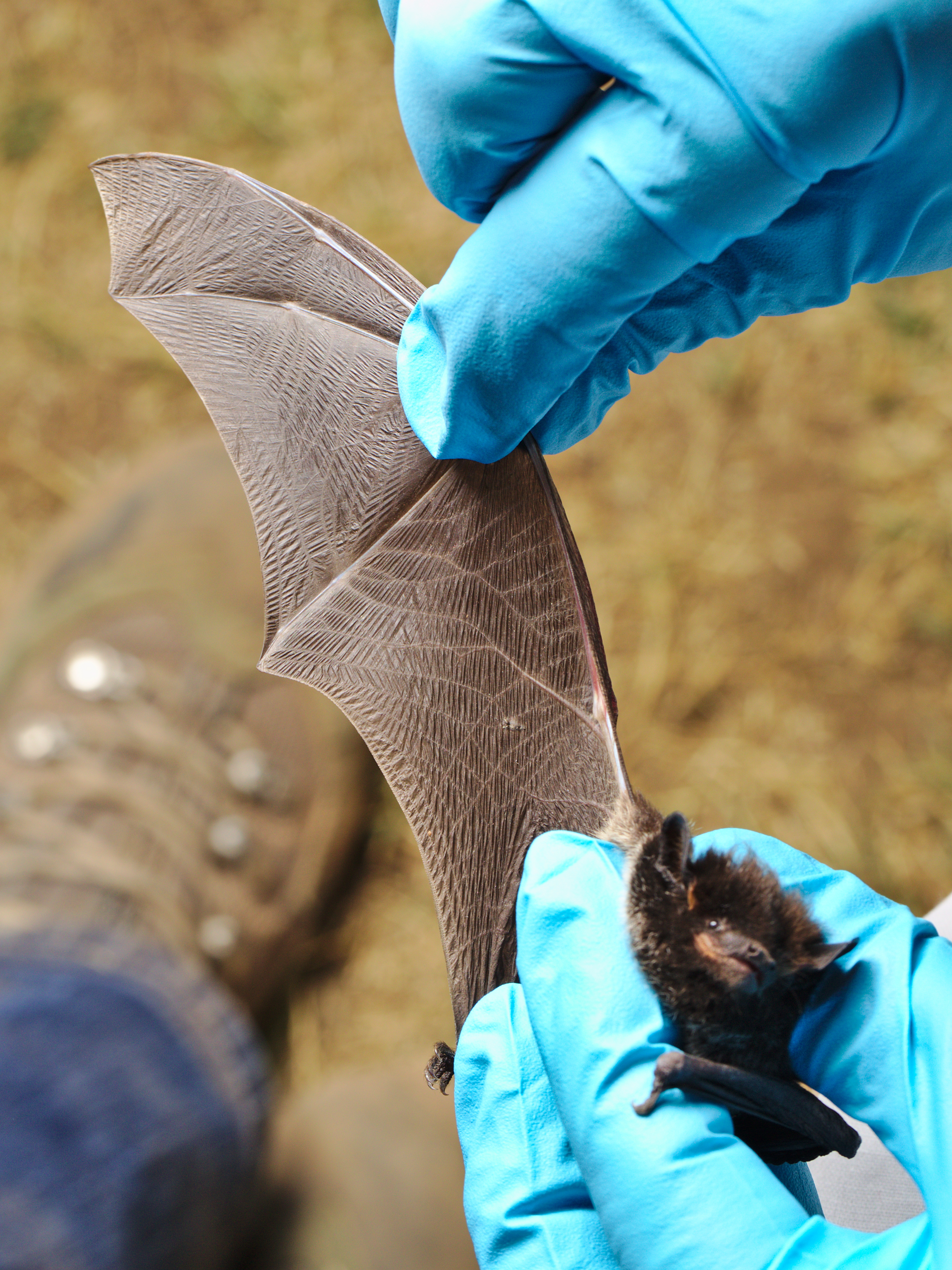 Checking the silver-haired bat (Lasionycteris noctivagans) wing