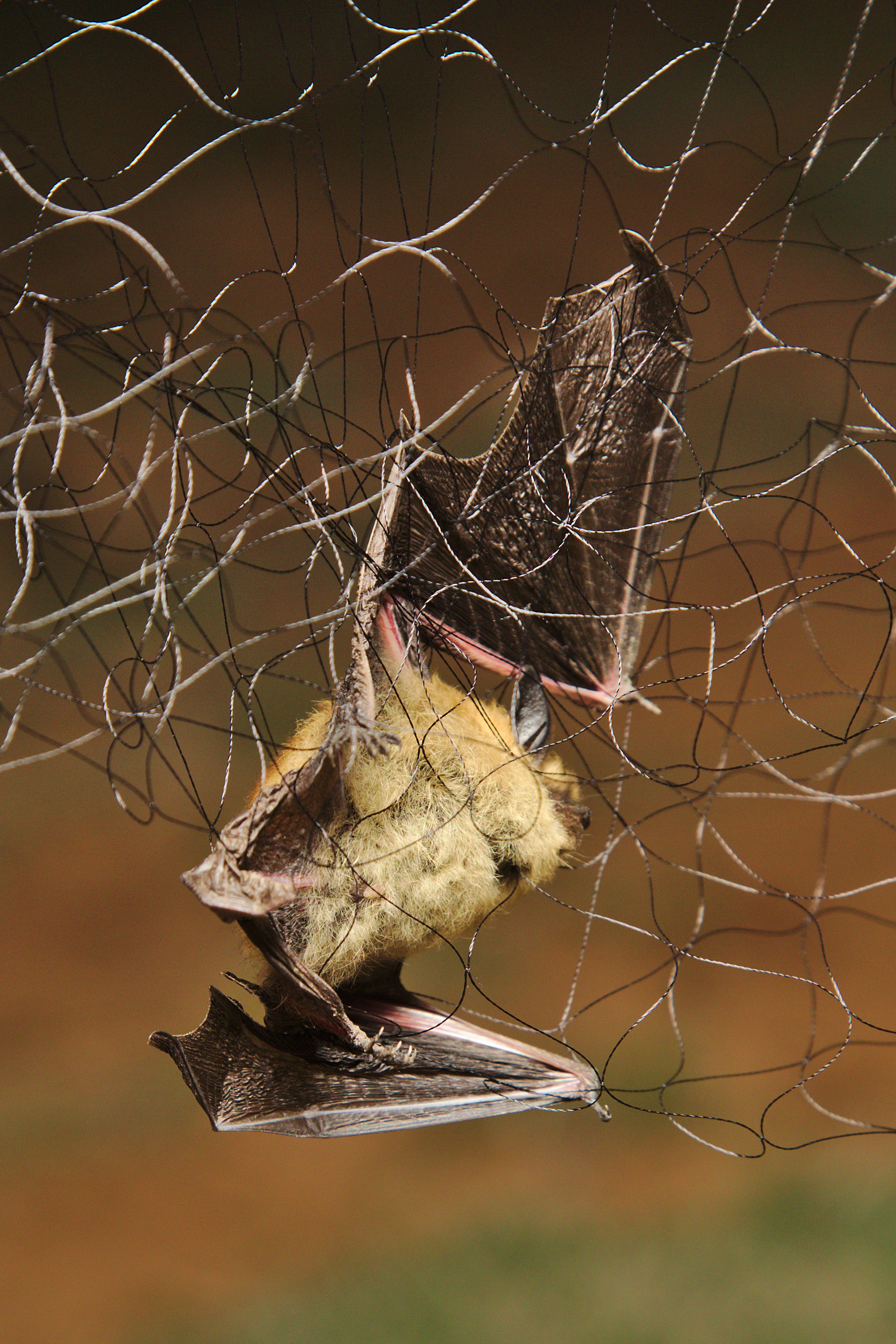 Myotis sp. caught in the mist net