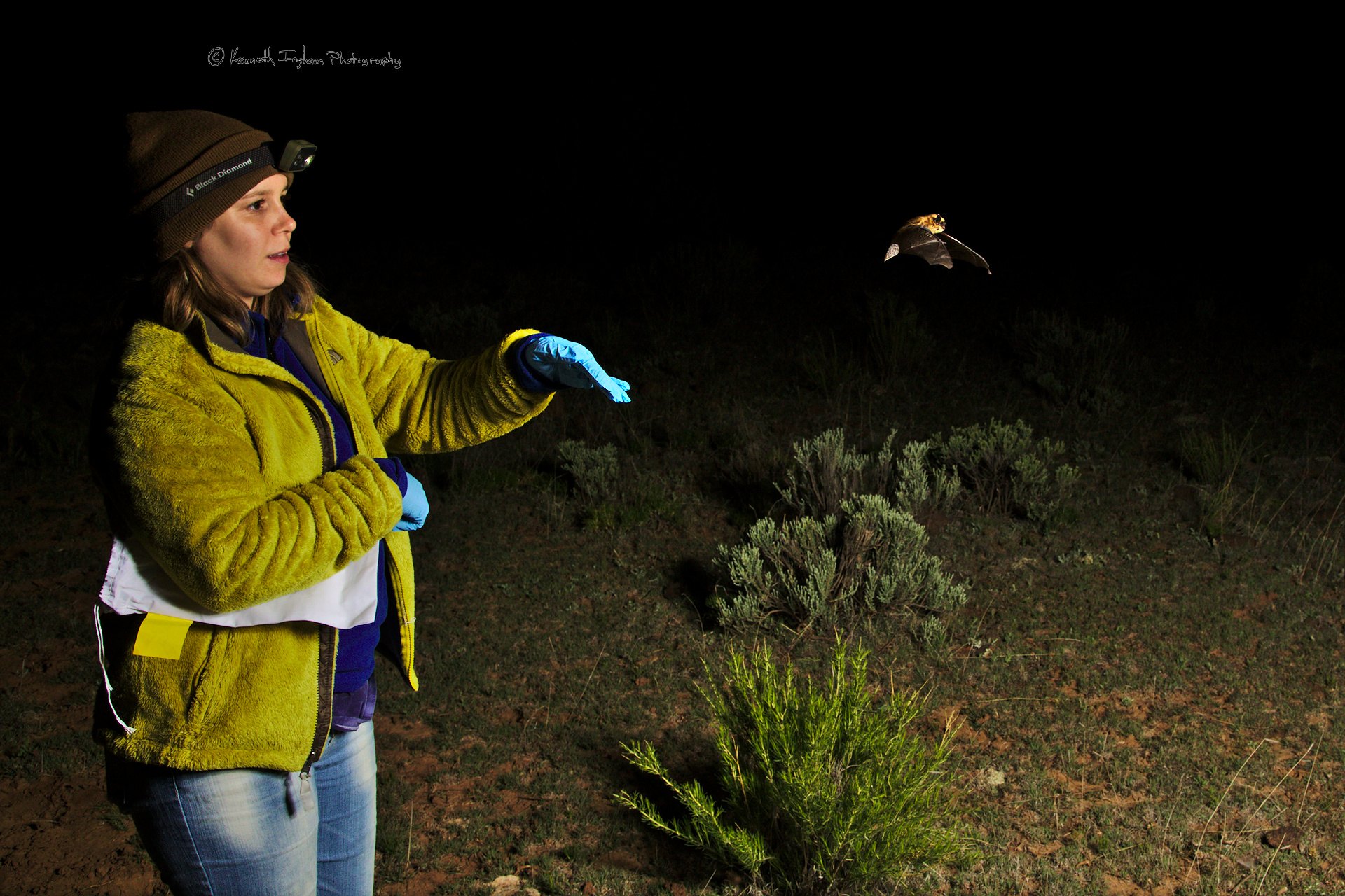 Clara releasing a Western small-footed myotis (Myotis ciliolabrum) after processing