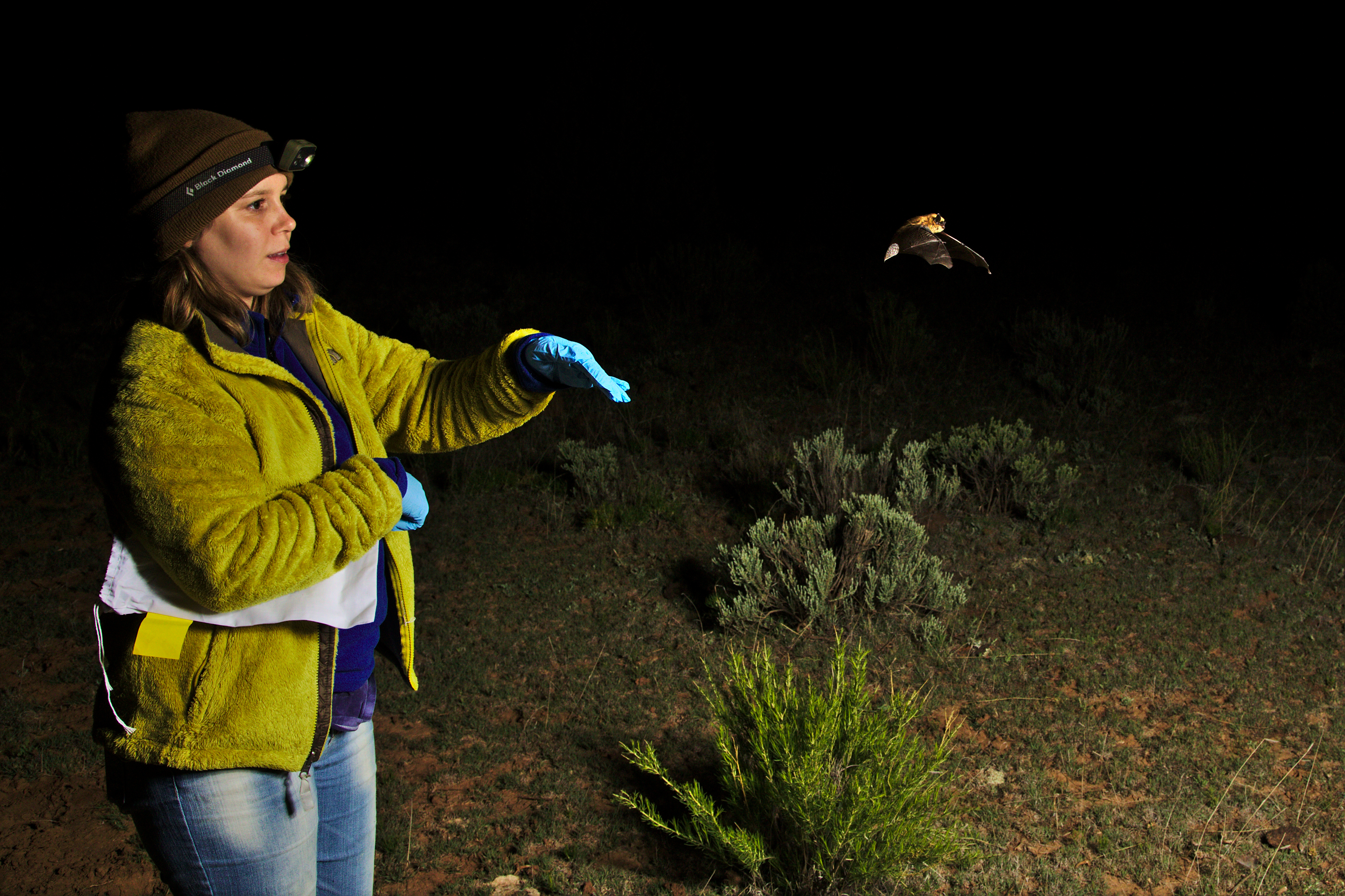 Clara releasing a Western small-footed myotis (Myotis ciliolabrum) after processing