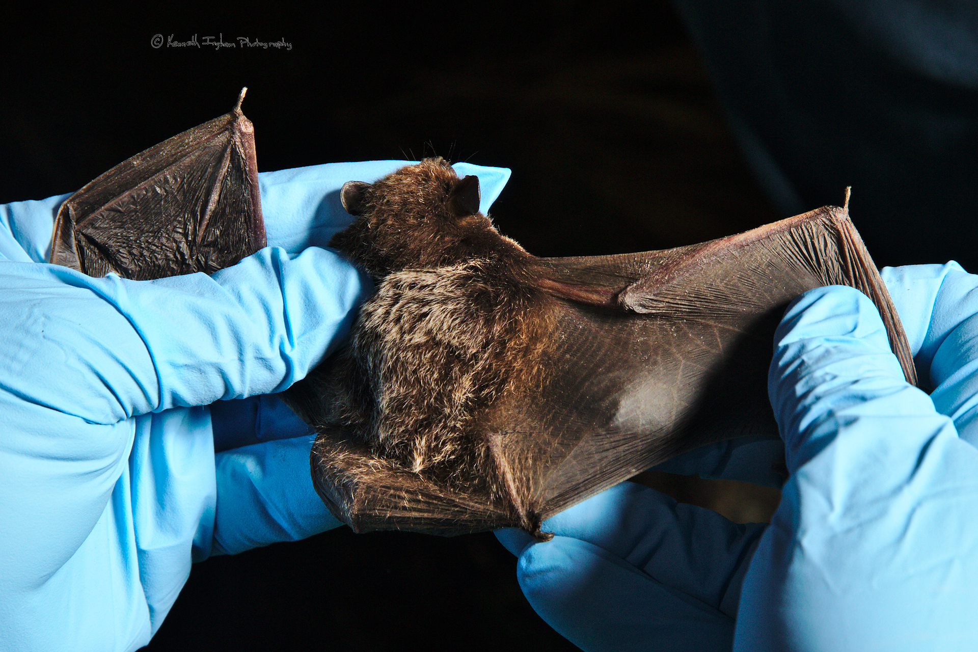 Checking the Silver-haired (Lasionycteris noctivagans) bat's hea