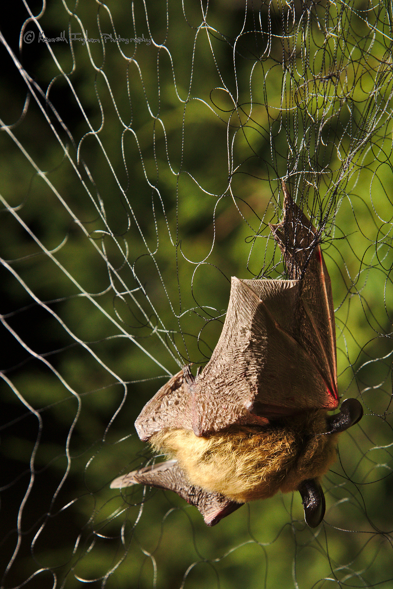Western long-eared myotis (Myotis evotis) in a mist net