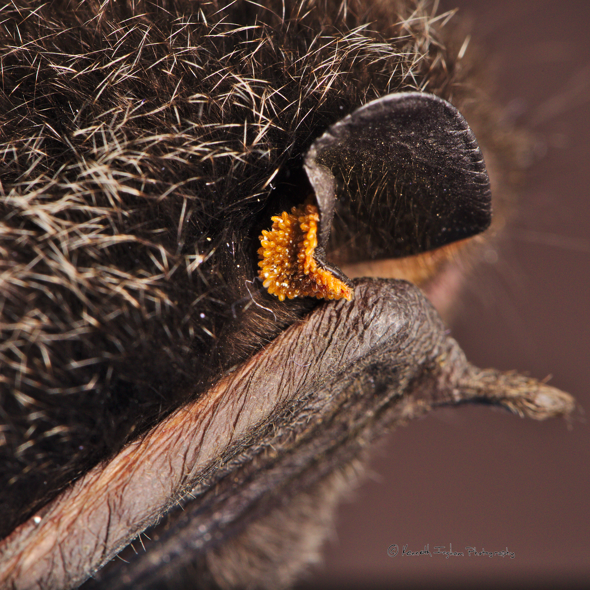 Parasites on a silver-haired (Lasionycteris noctivagans) bat's e