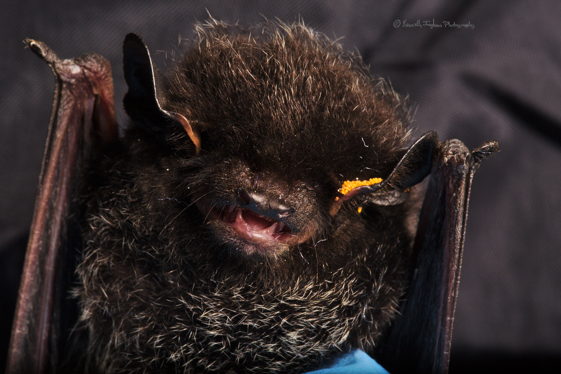 Silver-haired bat (Lasionycteris noctivagans) with chigger parasites