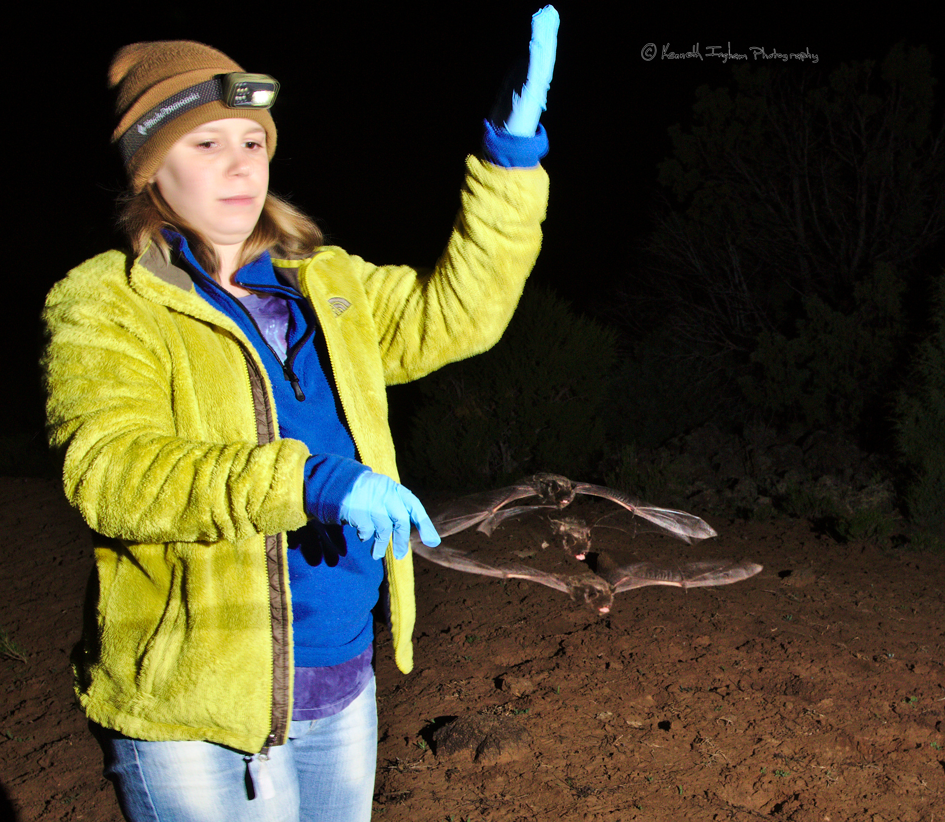 Clara releasing the silver-haired bat (Lasionycteris noctivagans) after processing