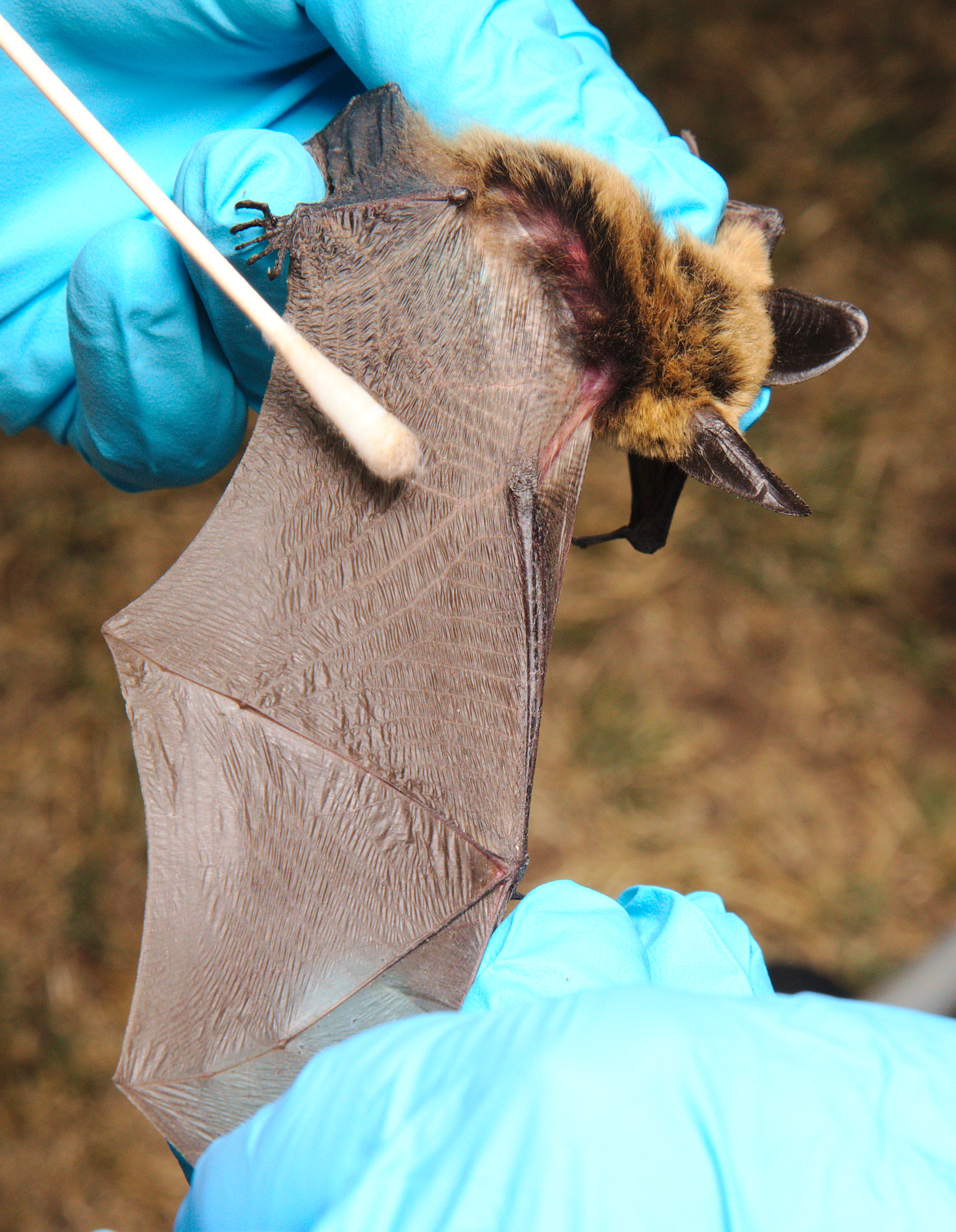 Swabbing the long-eared bat (Myotis evotis)