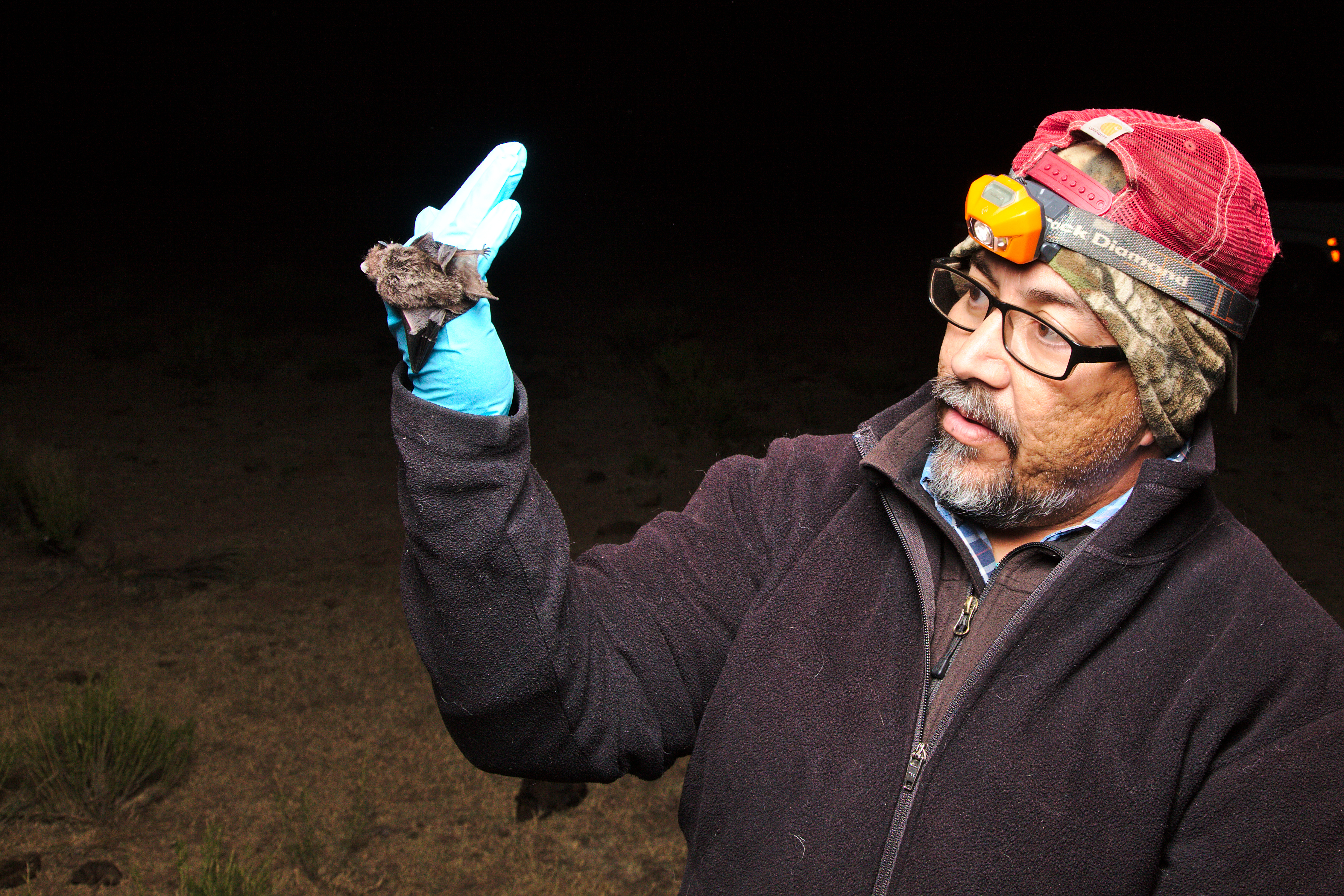 Ernie releasing the Lasionycteris noctivagans (silver-haired bat