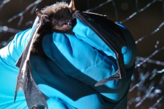 A silver-haired bat (Lasionycteris noctivagans) just removed fro