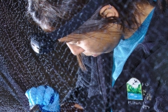 Roxy removing a bat from the net