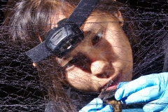 Roxy removing a Myotis sp. from the net