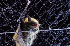 Myotis in the net