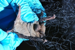 Removing a freetail (Tadarida brasilensis) from the net