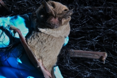 Removing a freetail (Tadarida brasilensis) from the net