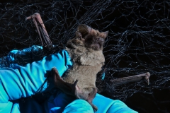 Removing a freetail (Tadarida brasilensis) from the net
