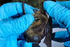 Checking the bat's health. Keeled calcar on western small-foote
