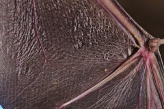 Probably a Chiroptonyssus robustipes on a freetail (Tadarida bra