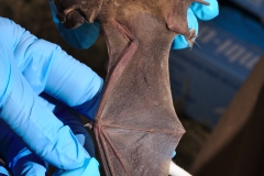 All work shown was done under a BLM research permit