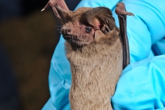 Freetail bat (Tadarida brasilensis)