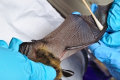 Swabbing the Myotis evotis