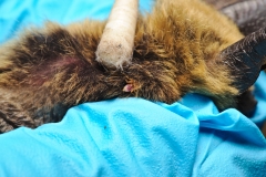 Swabbing the bat; note Nycteribiid fly