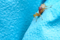 Nycteribiid fly from a bat