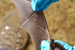 Checking the silver-haired bat (Lasionycteris noctivagans) wing