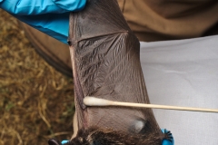 Swabbing the silver-haired bat (Lasionycteris noctivagans)