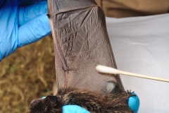 Swabbing the silver-haired bat (Lasionycteris noctivagans)