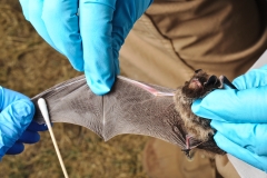 Swabbing the silver-haired bat (Lasionycteris noctivagans)