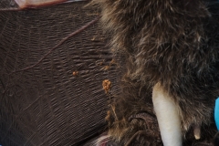 Mud? on a silver-haired bat (Lasionycteris noctivagans) being sw