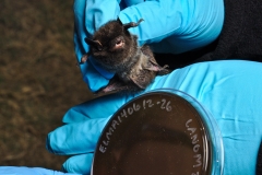 A silver-haired bat (Lasionycteris noctivagans) and the plate th