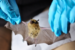 Western small-footed bat (Myotis ciliolabrum) with wing damage