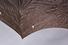 Western small-footed bat (Myotis ciliolabrum) with wing damage