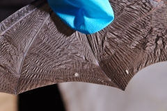 Western small-footed bat (Myotis ciliolabrum) with wing damage