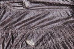 Western small-footed bat (Myotis ciliolabrum) with wing damage