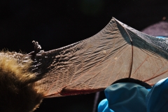 Western small-footed bat (Myotis ciliolabrum) with wing damage