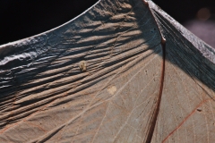 Western small-footed bat (Myotis ciliolabrum) with wing damage
