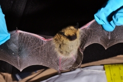 Western small-footed bat (Myotis ciliolabrum with wing damage
