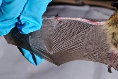 Western small-footed bat (Myotis ciliolabrum) with wing damage