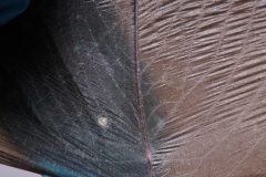Western small-footed bat (Myotis ciliolabrum) with wing damage
