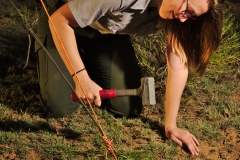 Laura setting a guy stake for the mist net