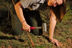 Laura setting a guy stake for the mist net