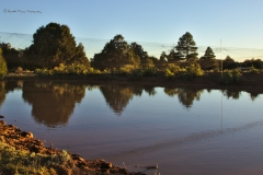 The mist net across the stock pond