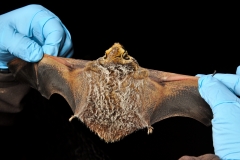 Checking the health of the Hoary Bat (Lasiurus cinereus)