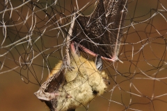Myotis sp. caught in the mist net