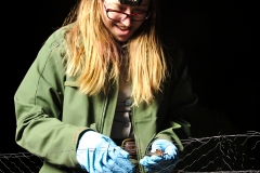 Laura removing a Myotis sp. from the mist net