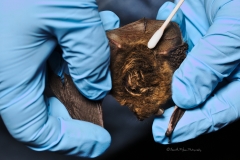Swabbing the Myotis volans.Lack of pigment on left wing
