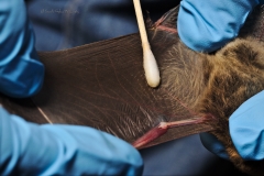 Swabbing the Myotis volans
