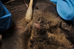 Swabbing the Myotis volans